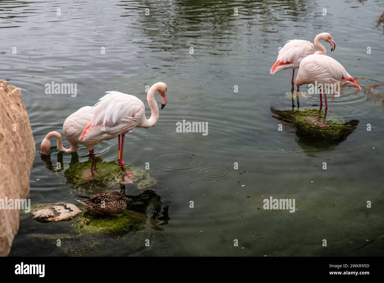 Eleganti fenicotteri rosa si nutrono nell'acqua accanto a un'anatra riposante, riflettendo l'armonia nella natura. Foto Stock