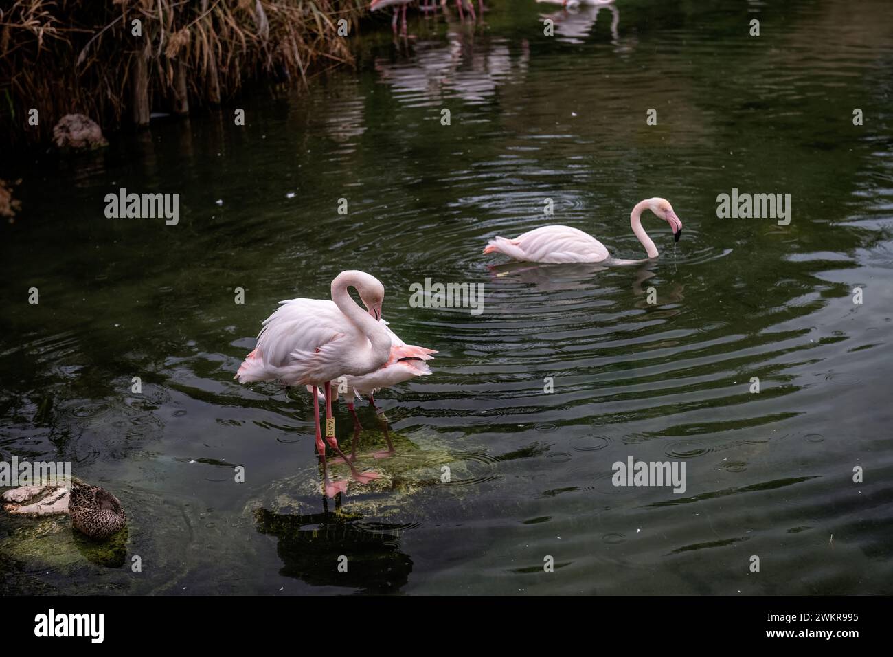 Eleganti fenicotteri rosa si nutrono nell'acqua accanto a un'anatra riposante, riflettendo l'armonia nella natura. Foto Stock