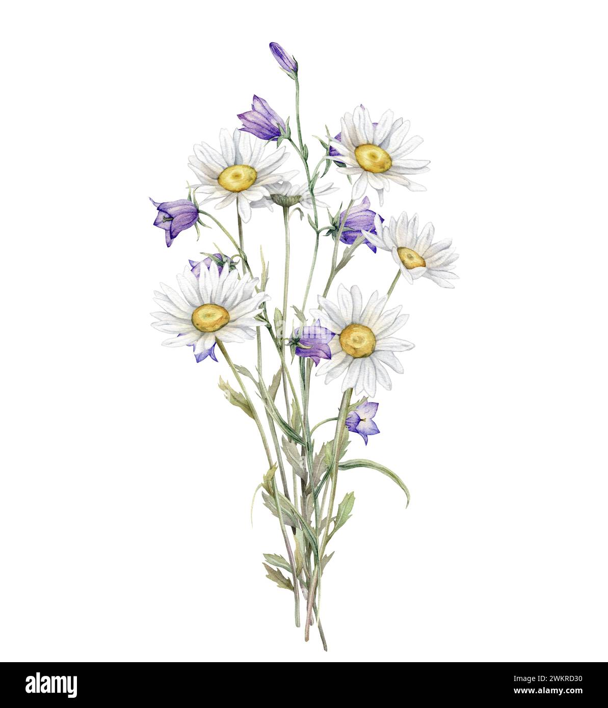 Acquerello Daisy e bluebell. Illustrazione disegnata a mano di camomilla e piccola campana viola. bouquet di fiori bianchi in fiore su sfondo isolato Foto Stock