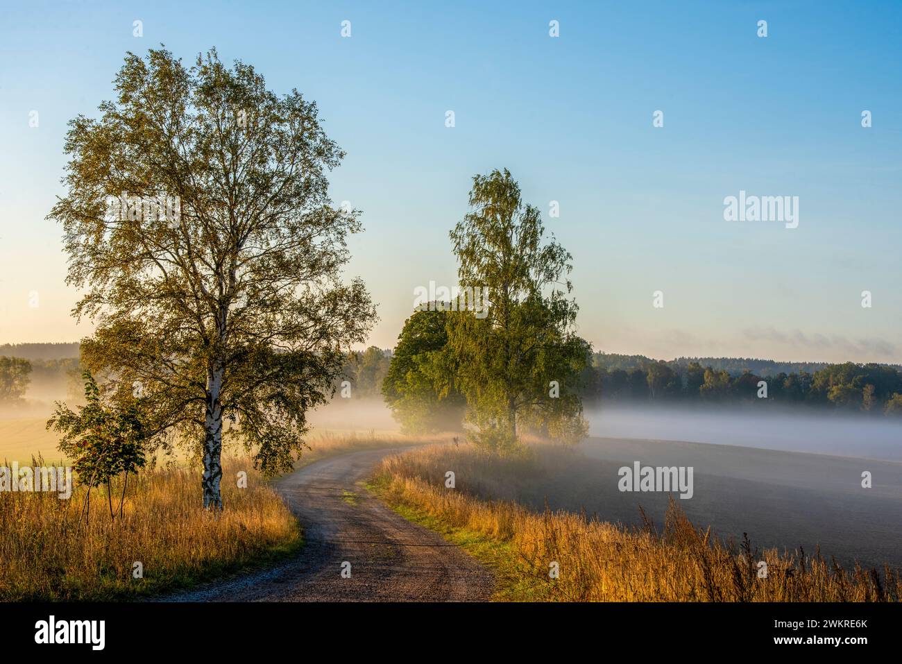 Una strada sterrata tortuosa e che solleva la nebbia in autunno Foto Stock