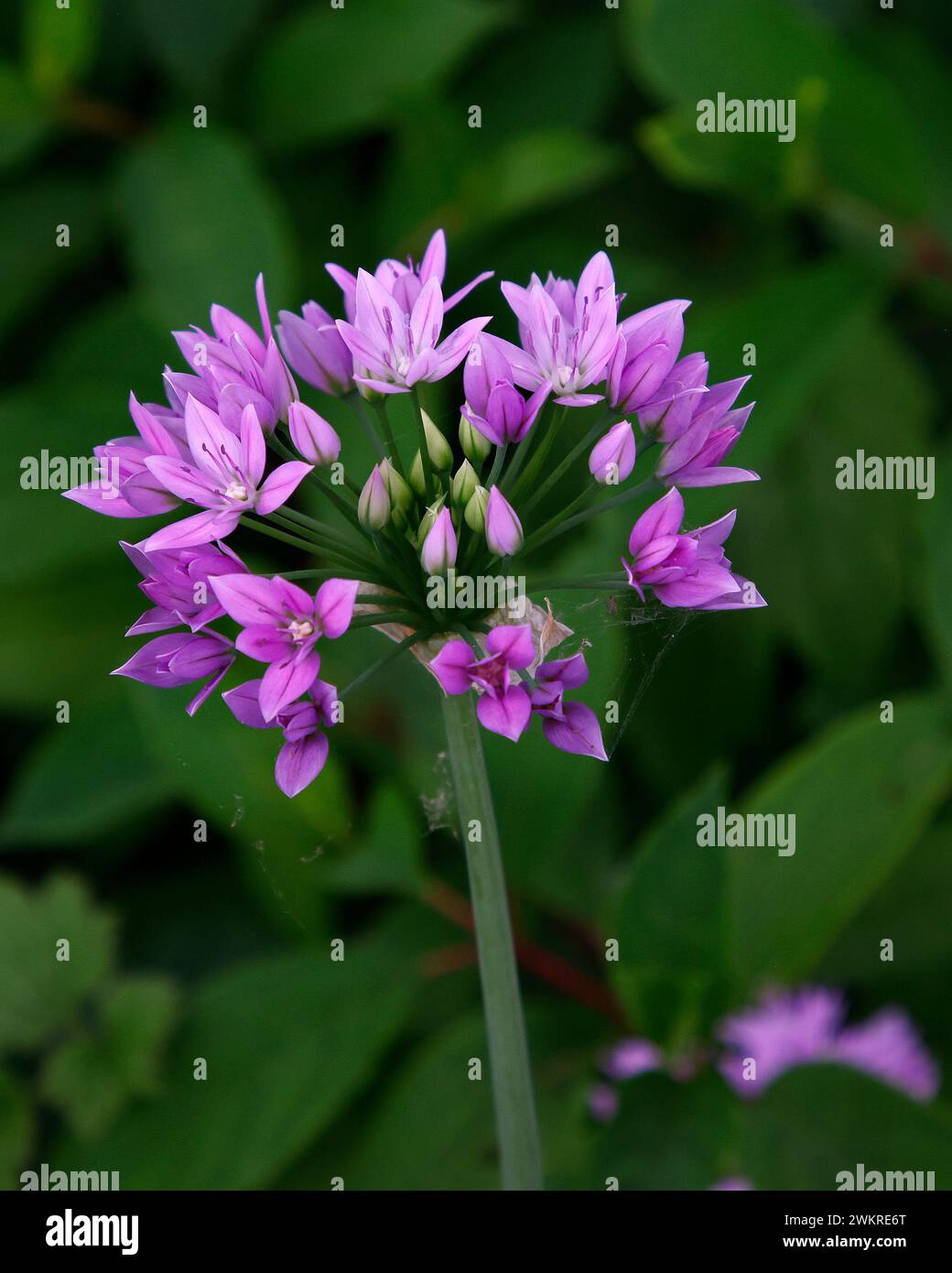 Primo piano dei fiori rosa lilla della lampadina da giardino perenne Allium Eros. Foto Stock