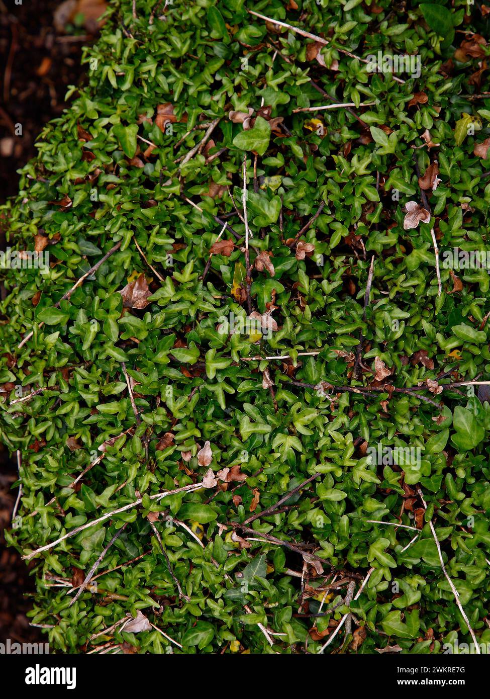 Primo piano dell'edera hibernica a crescita lenta e bassa. Foto Stock
