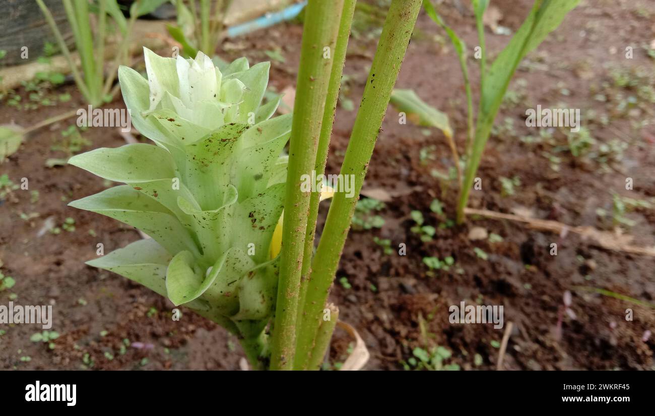 Foto di fiori di curcuma che sono fioriti ancora attaccati al tronco dell'albero Foto Stock