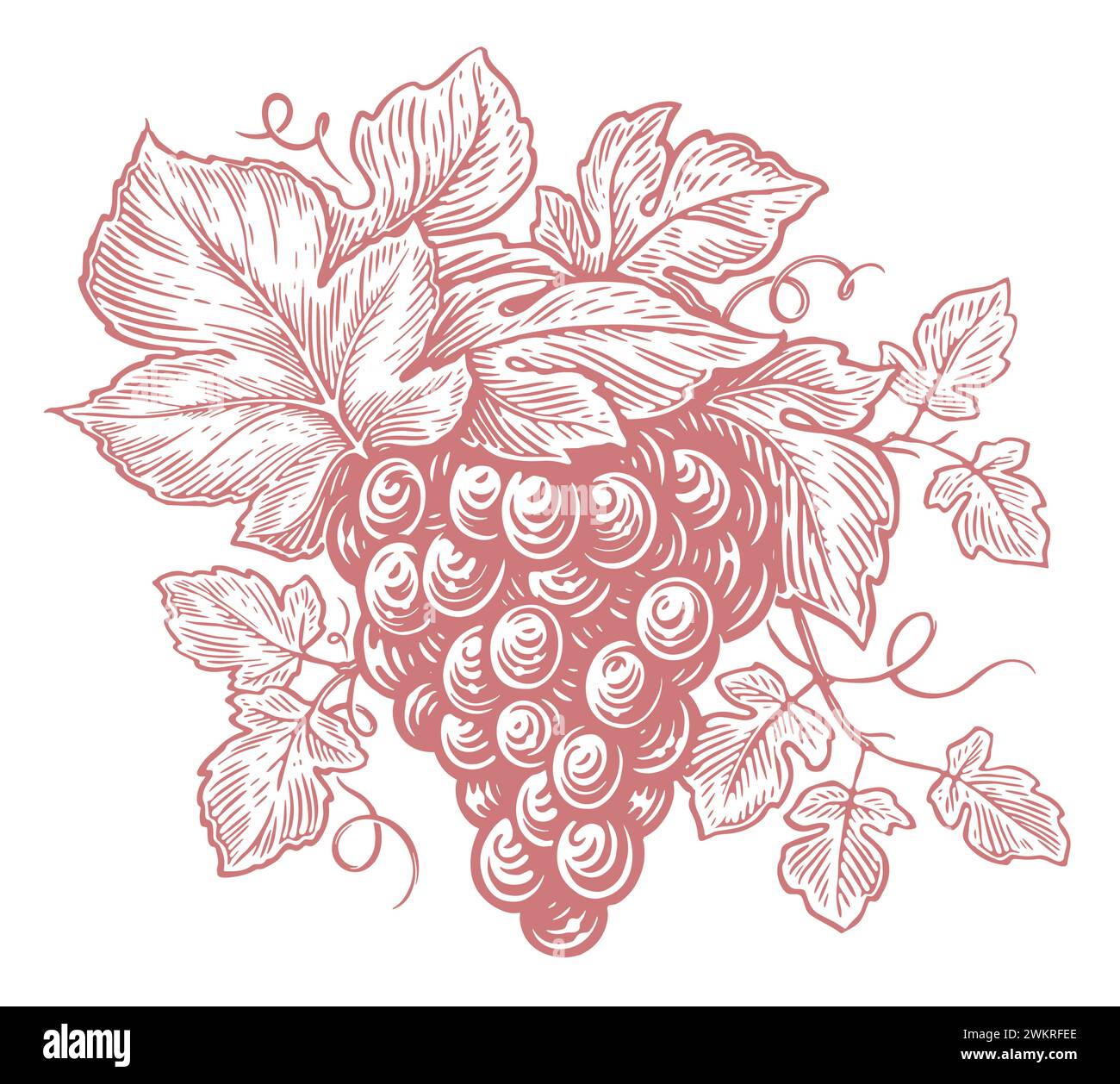 Grappolo di uva fresca. Vite disegnata a mano con foglie e frutti di bosco. Disegnare un'illustrazione vettoriale vintage Illustrazione Vettoriale