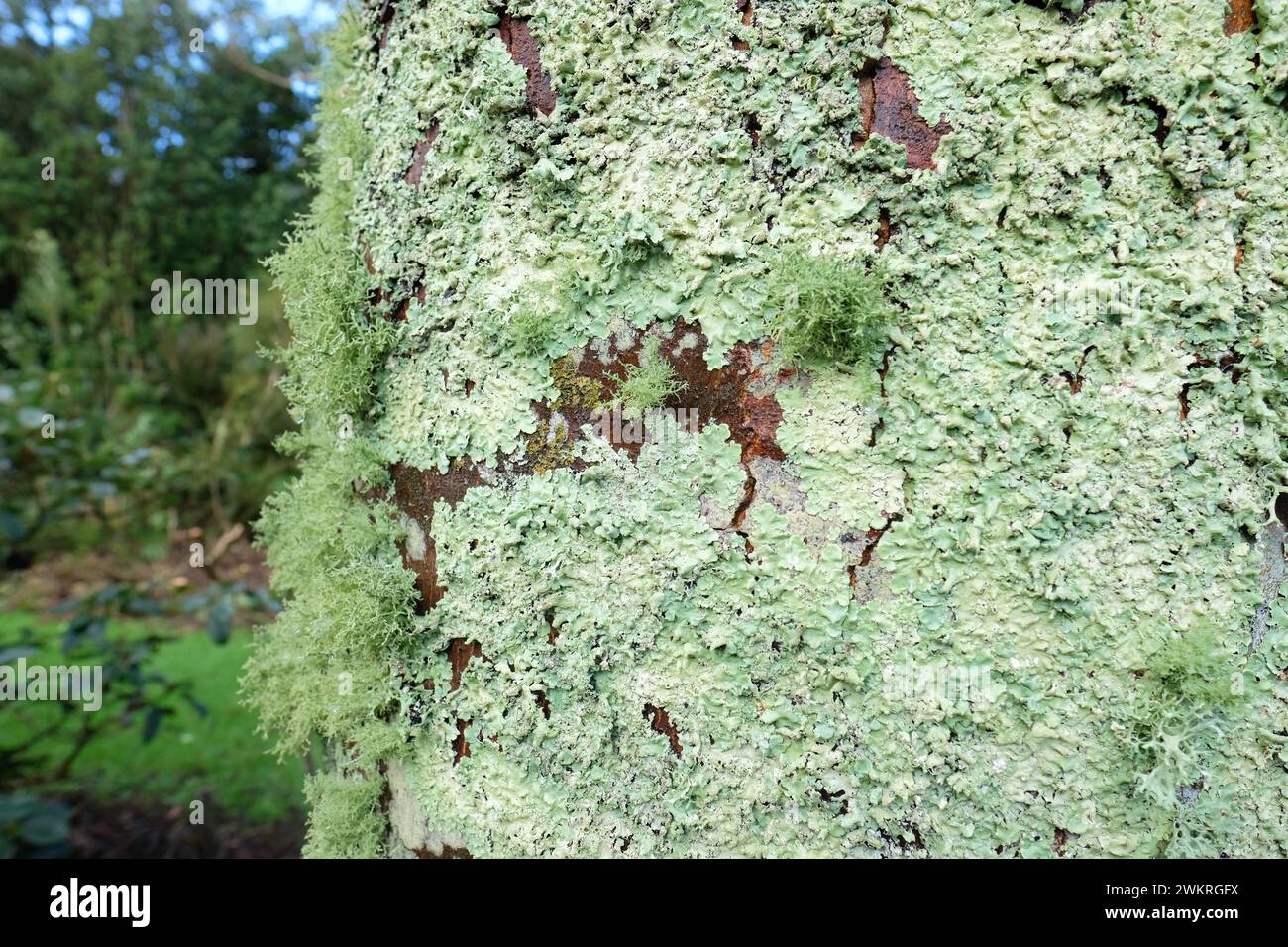 Una varietà di tipi di licheni che crescono su un tronco di alberi a Dumfries e Galloway in Scozia Foto Stock