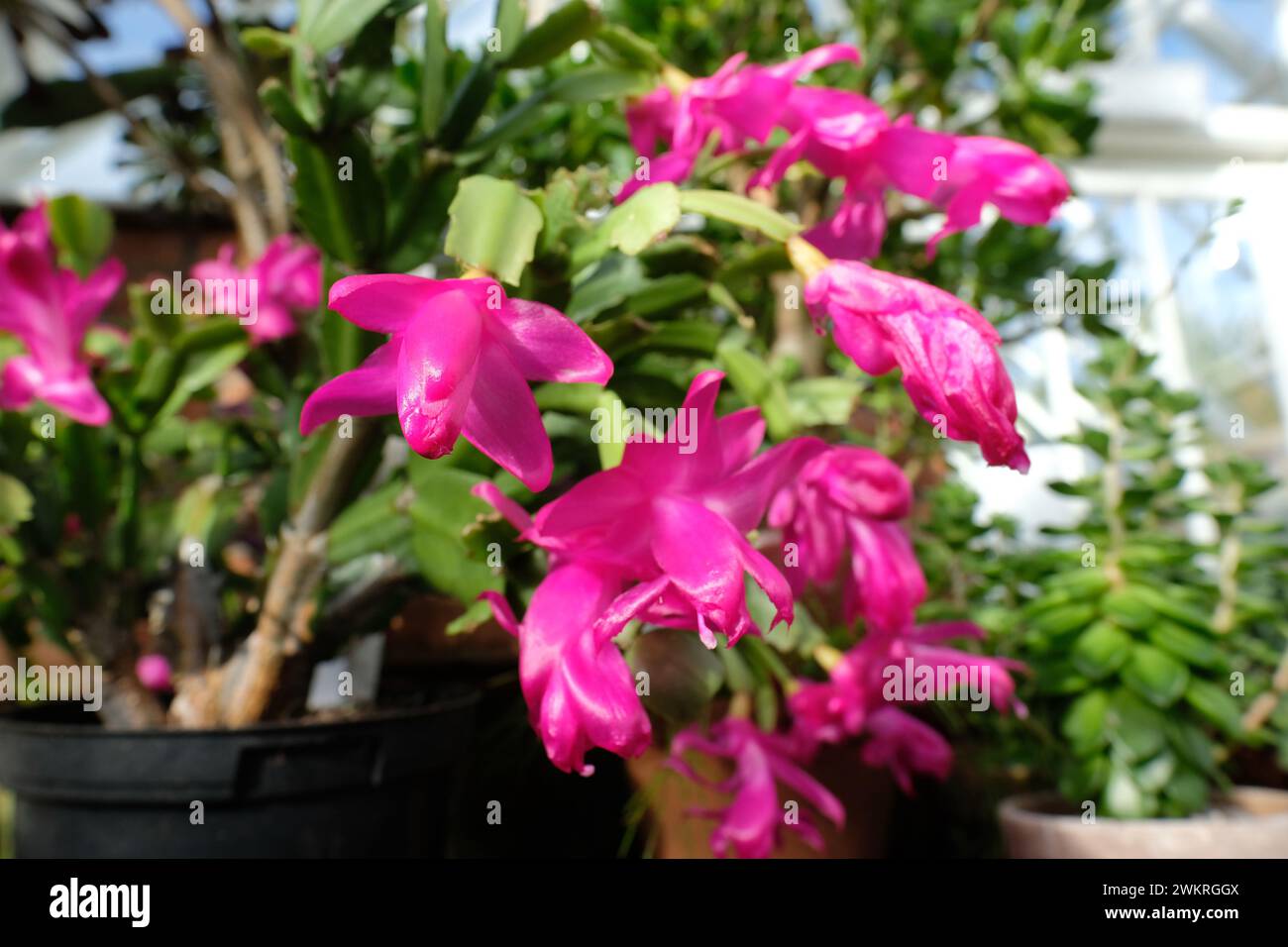 Rhipsalidopsis cactaceae cactus rosa in fiore dal Brasile in una serra Foto Stock