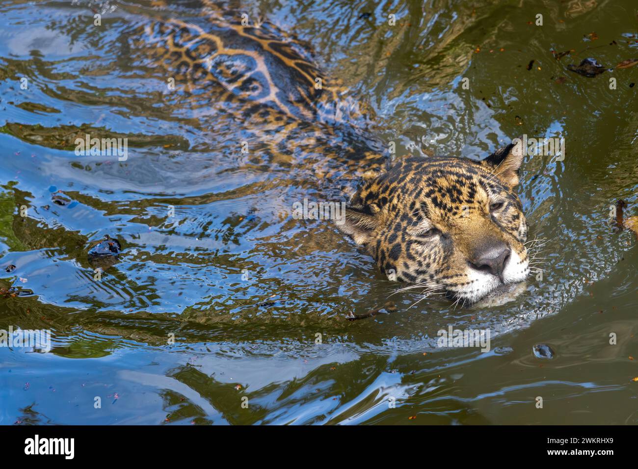 Una jaguar (Panthera onca) nuota nell'acqua Foto Stock