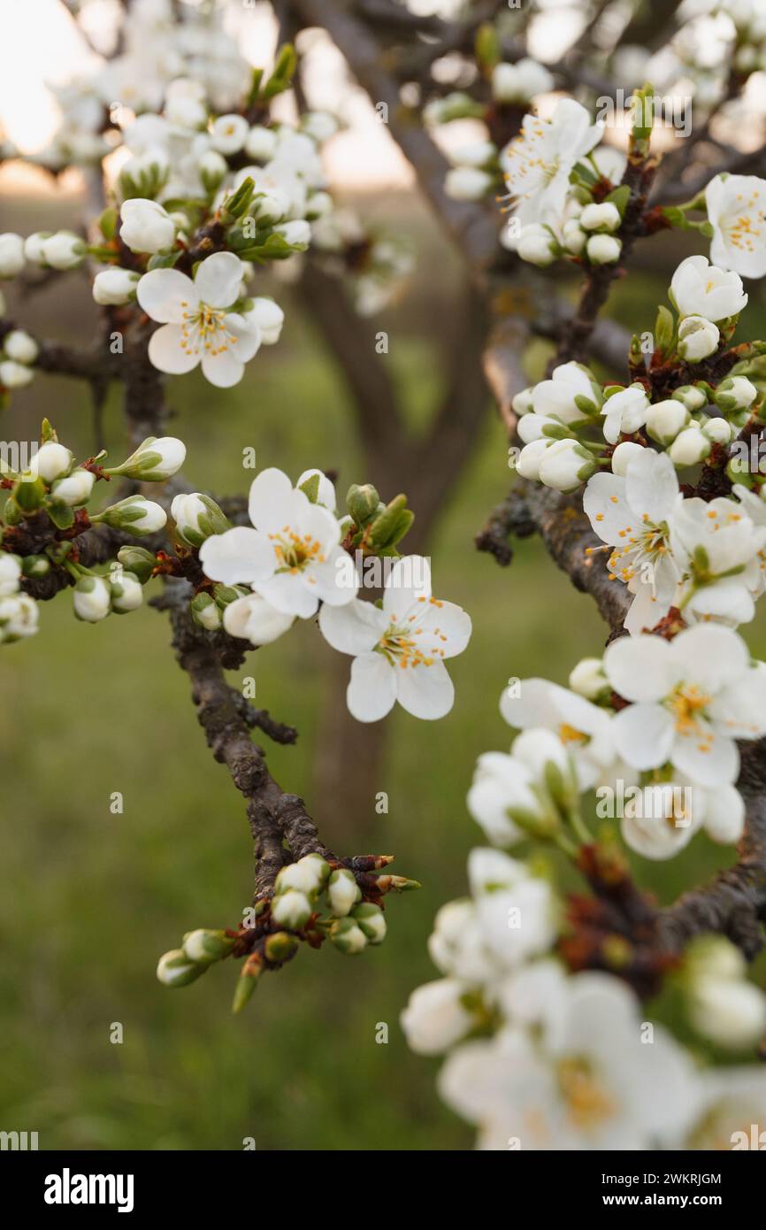 Ramo di prugna in fiore nel giardino primaverile Foto Stock