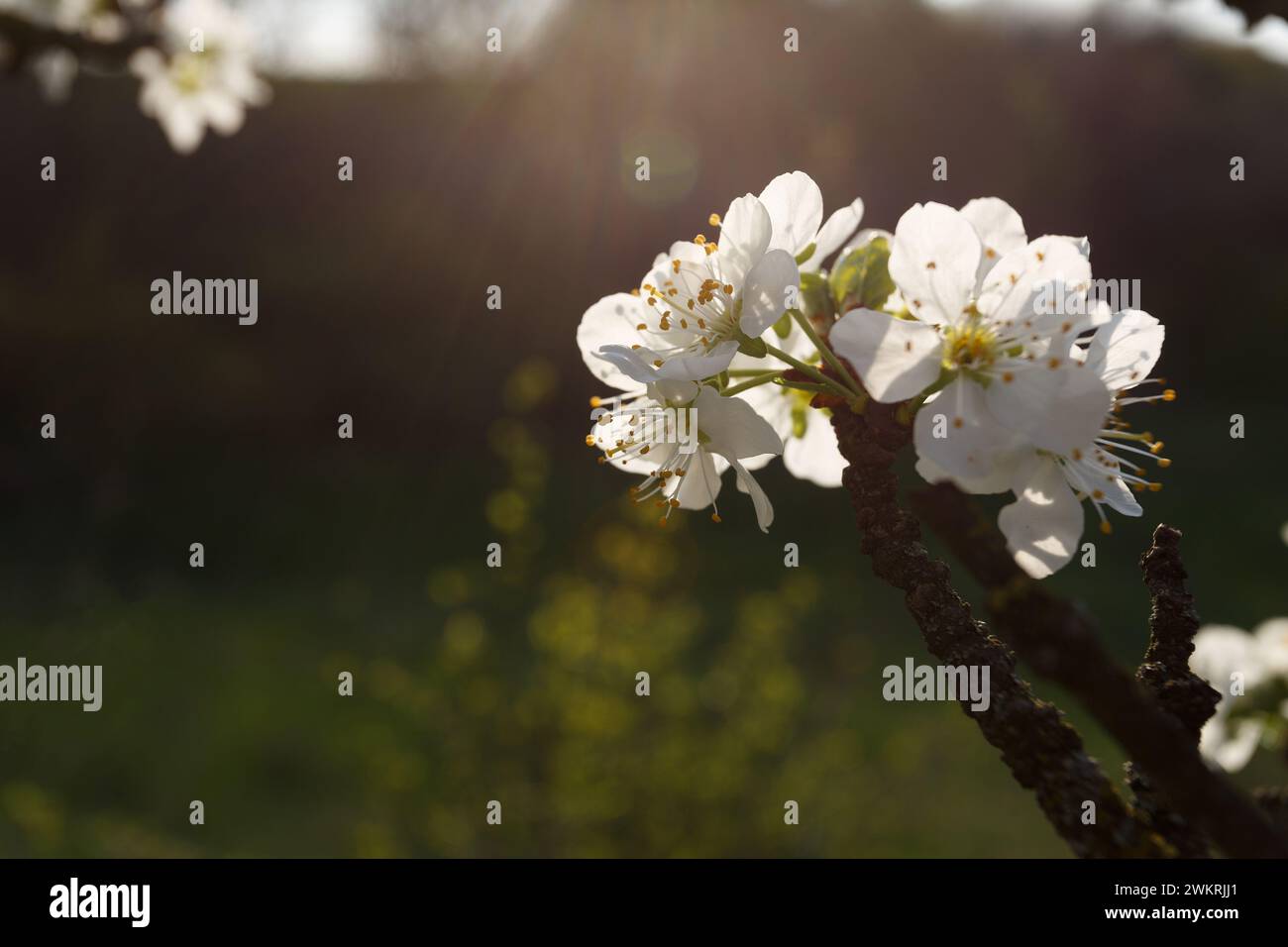 Ramo di prugna in fiore nel giardino primaverile Foto Stock