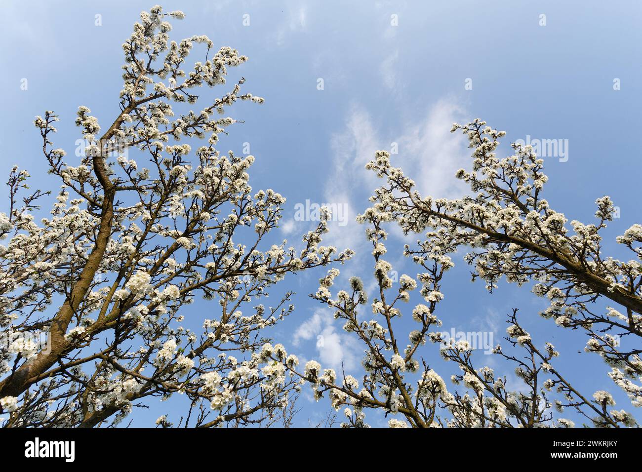Ramo di prugna in fiore nel giardino primaverile Foto Stock
