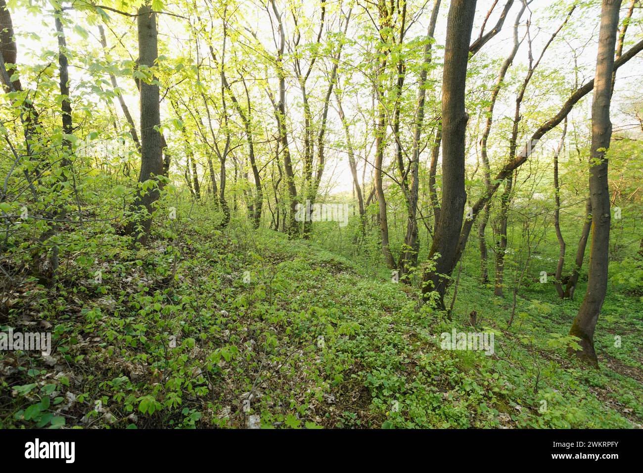 La luce del sole nel verde della foresta, tempo di primavera Foto Stock
