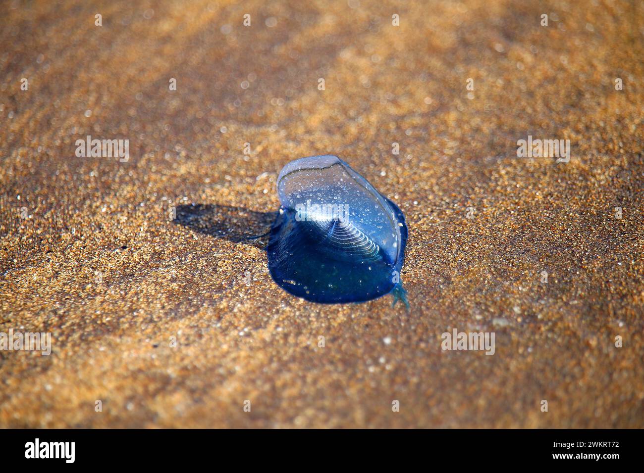 Idrozoo galleggiante (Velella velella) arenato sulla spiaggia di Tenerife, Spagna Foto Stock