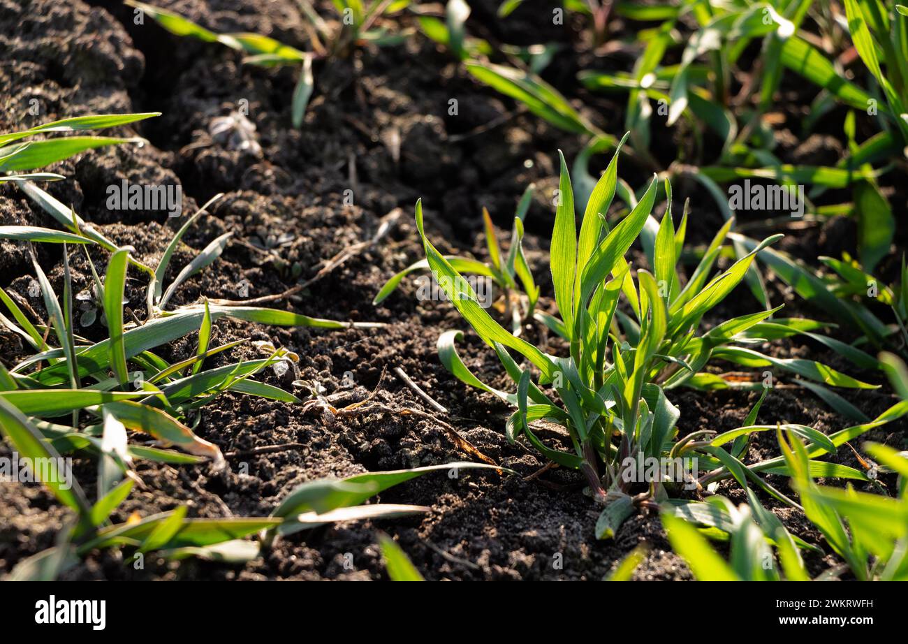 Raccolto di grano giovane in un campo. Erba verde sul campo sotto i raggi del sole primaverile. Foto Stock
