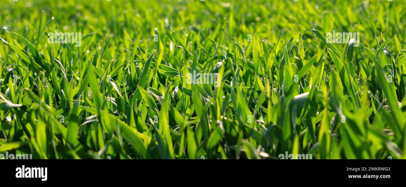 Erba verde fresca sotto i raggi del sole primaverile nel campo. Raccolto di grano giovane. Foto Stock