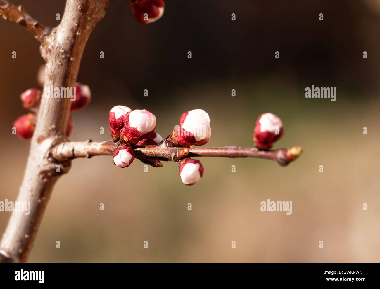 Ramo di ciliegio all'inizio della primavera nel giardino. Il concetto di sveglia primaverile. Foto Stock