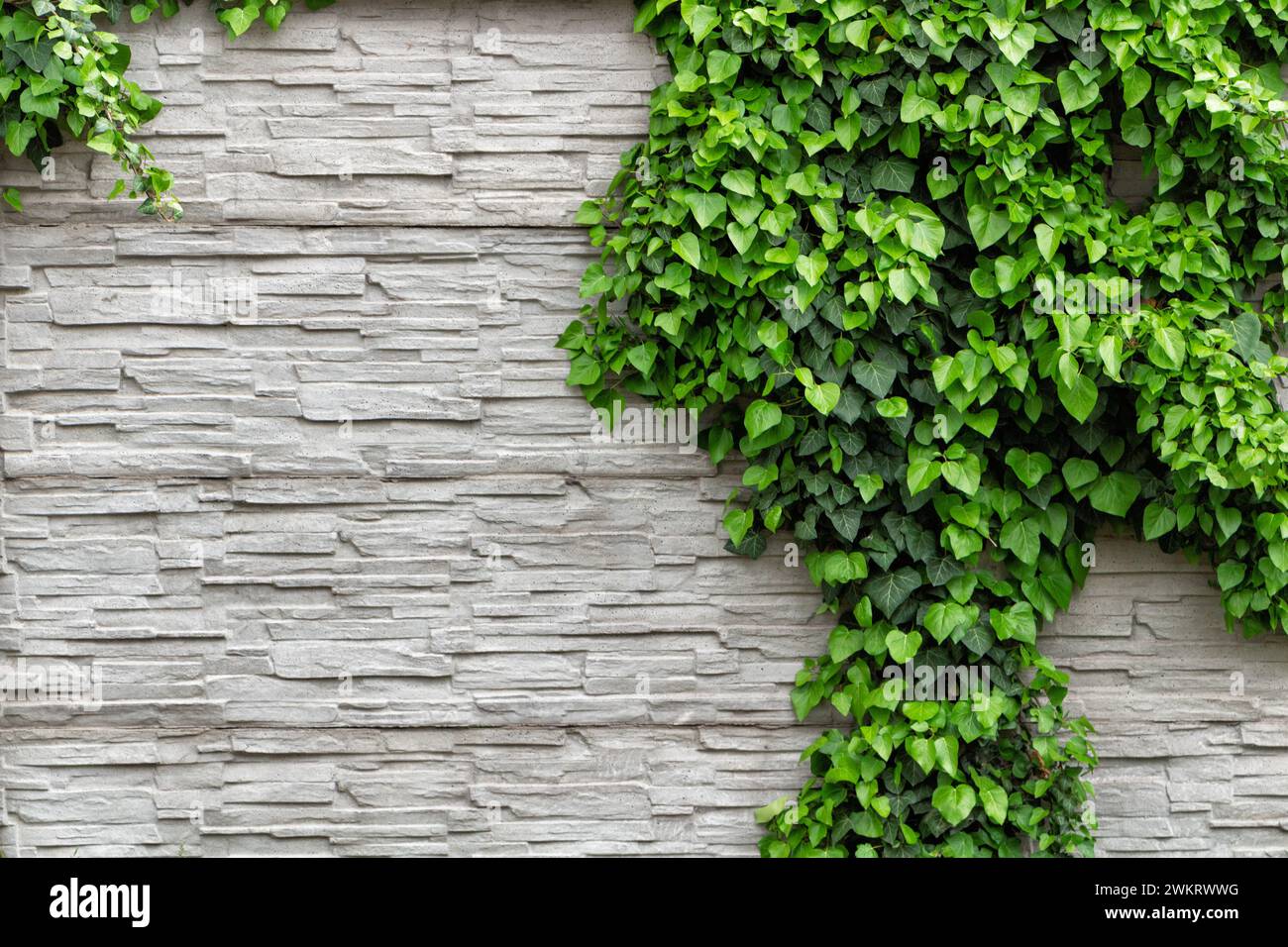 Foglie di edera verde su un muro decorativo in ardesia bianca. Recinzione vivente. Foto Stock