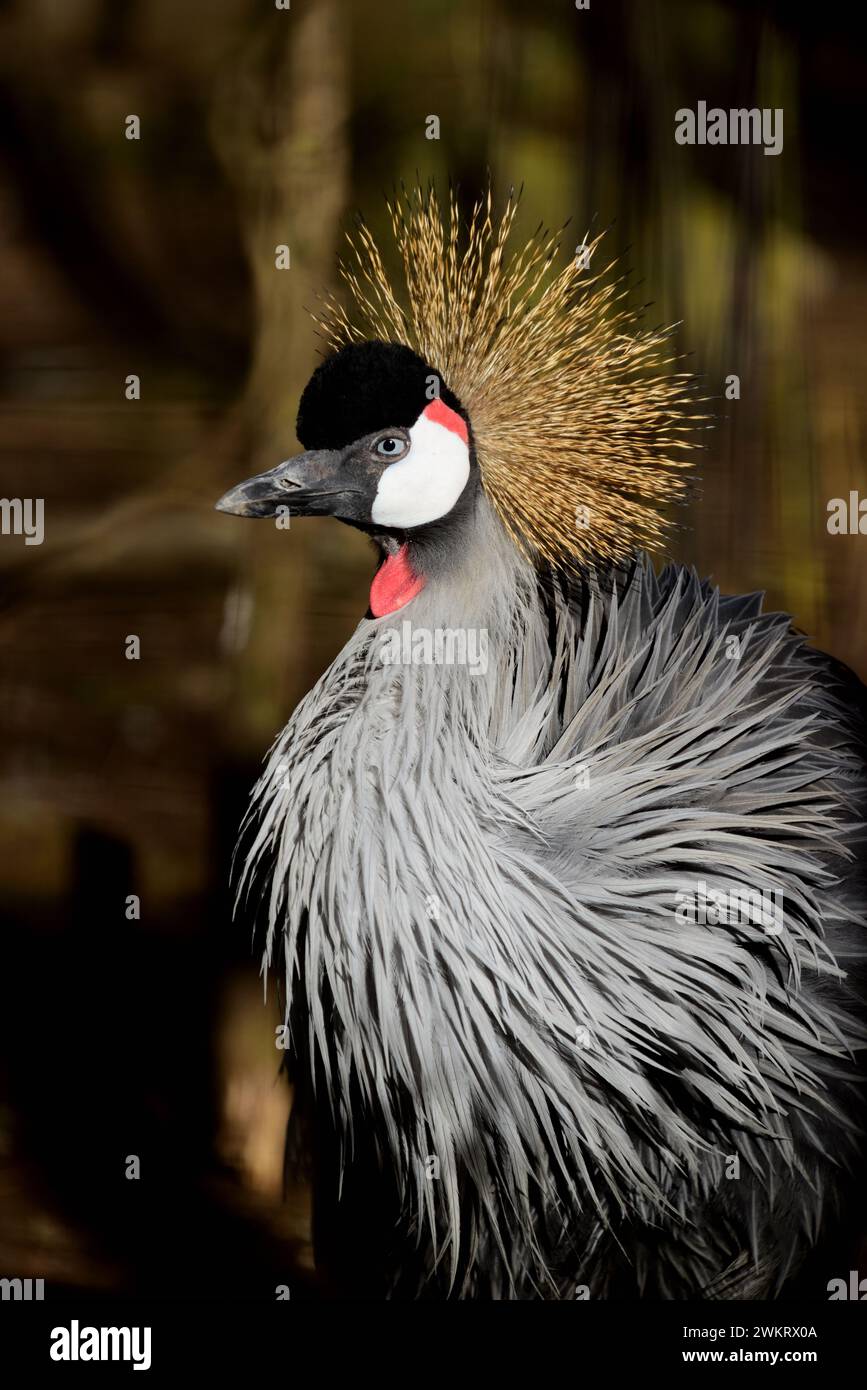 Una gru grigia dell'Africa orientale incoronata al Dartmoor Zoo Park, Devon. Foto Stock