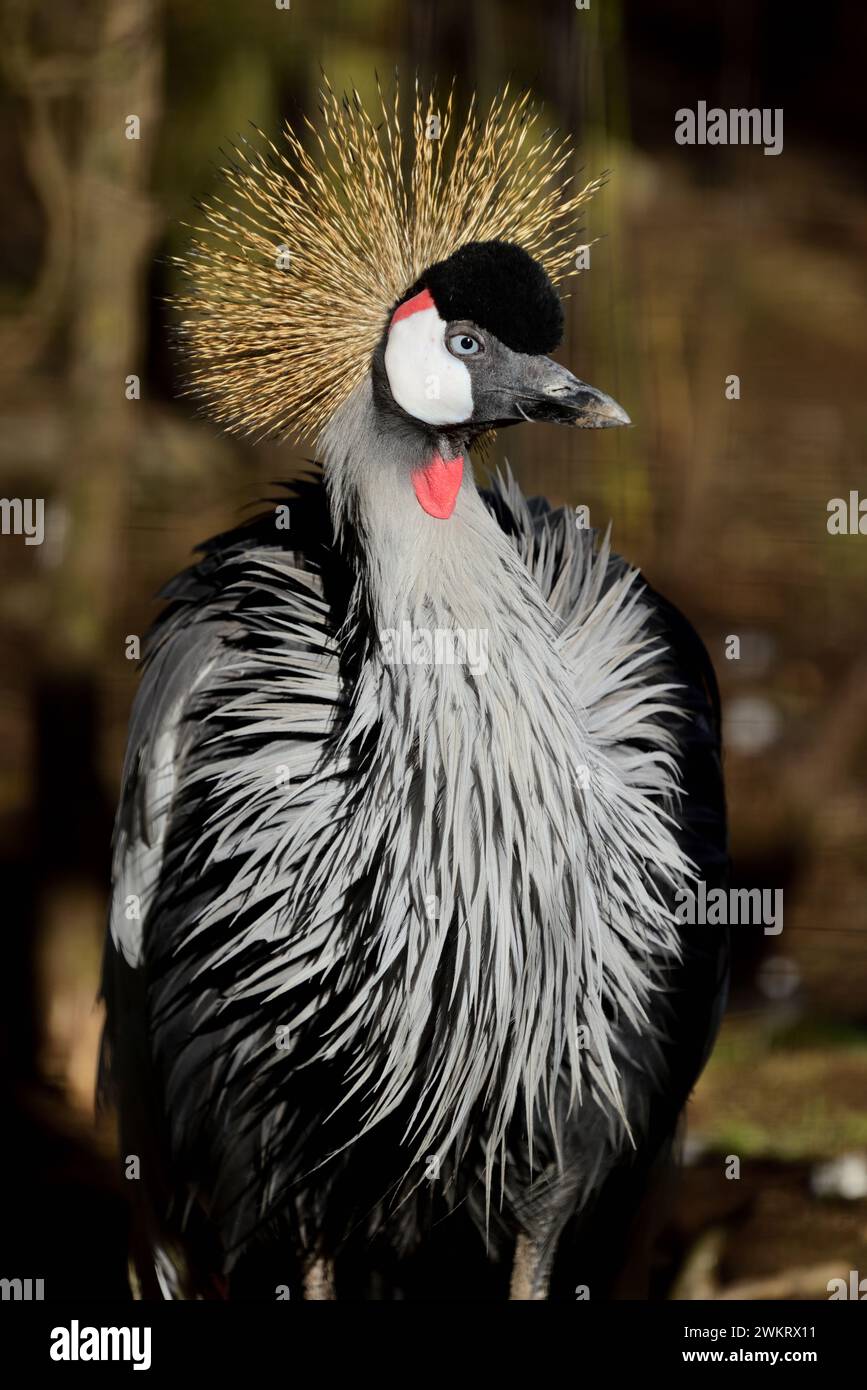 Una gru grigia dell'Africa orientale incoronata al Dartmoor Zoo Park, Devon. Foto Stock