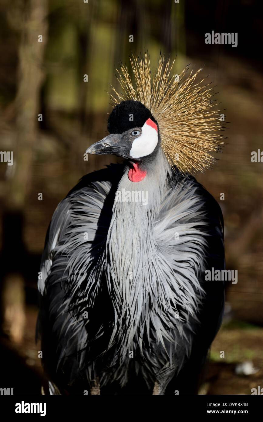 Una gru grigia dell'Africa orientale incoronata al Dartmoor Zoo Park, Devon. Foto Stock