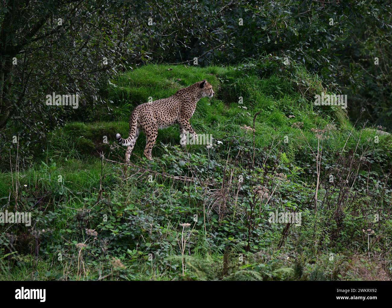 Un ghepardo maschio del nord-est al Dartmoor Zoo Park, Devon. Foto Stock