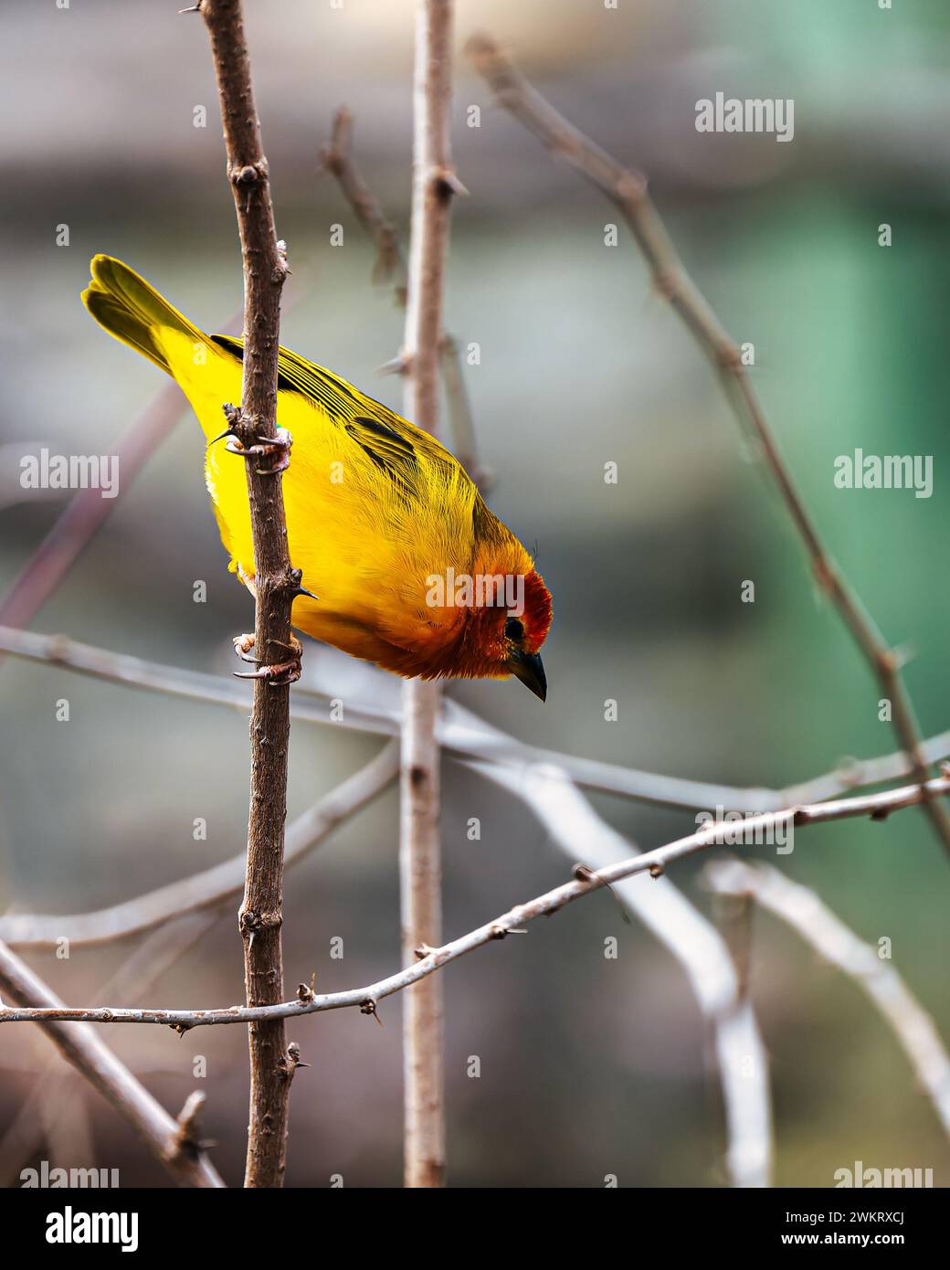 Un finch giallo con la faccia arancione si trova su un ramo senza foglie Foto Stock