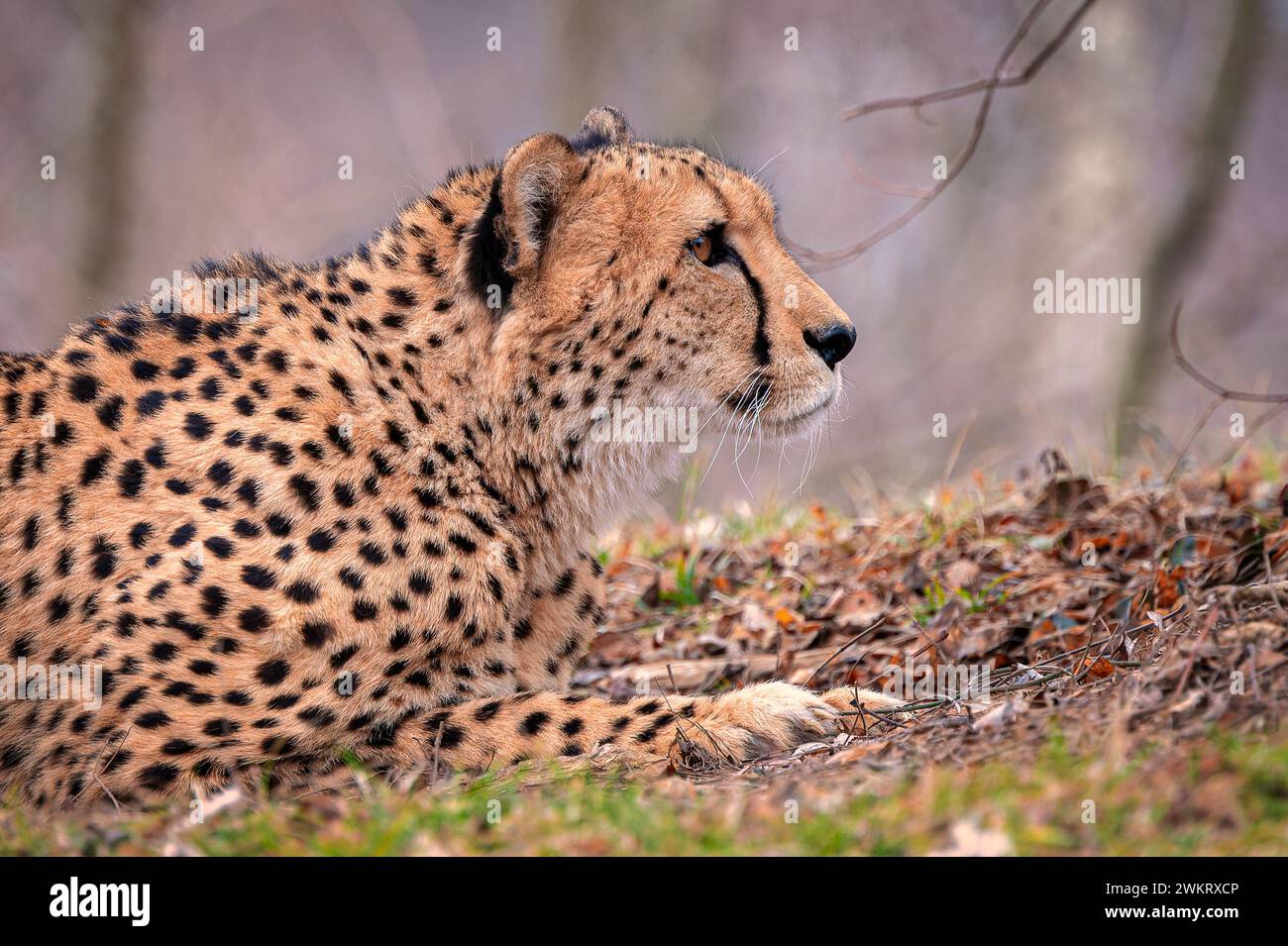 Un ghepardo in un campo che osserva i dintorni Foto Stock