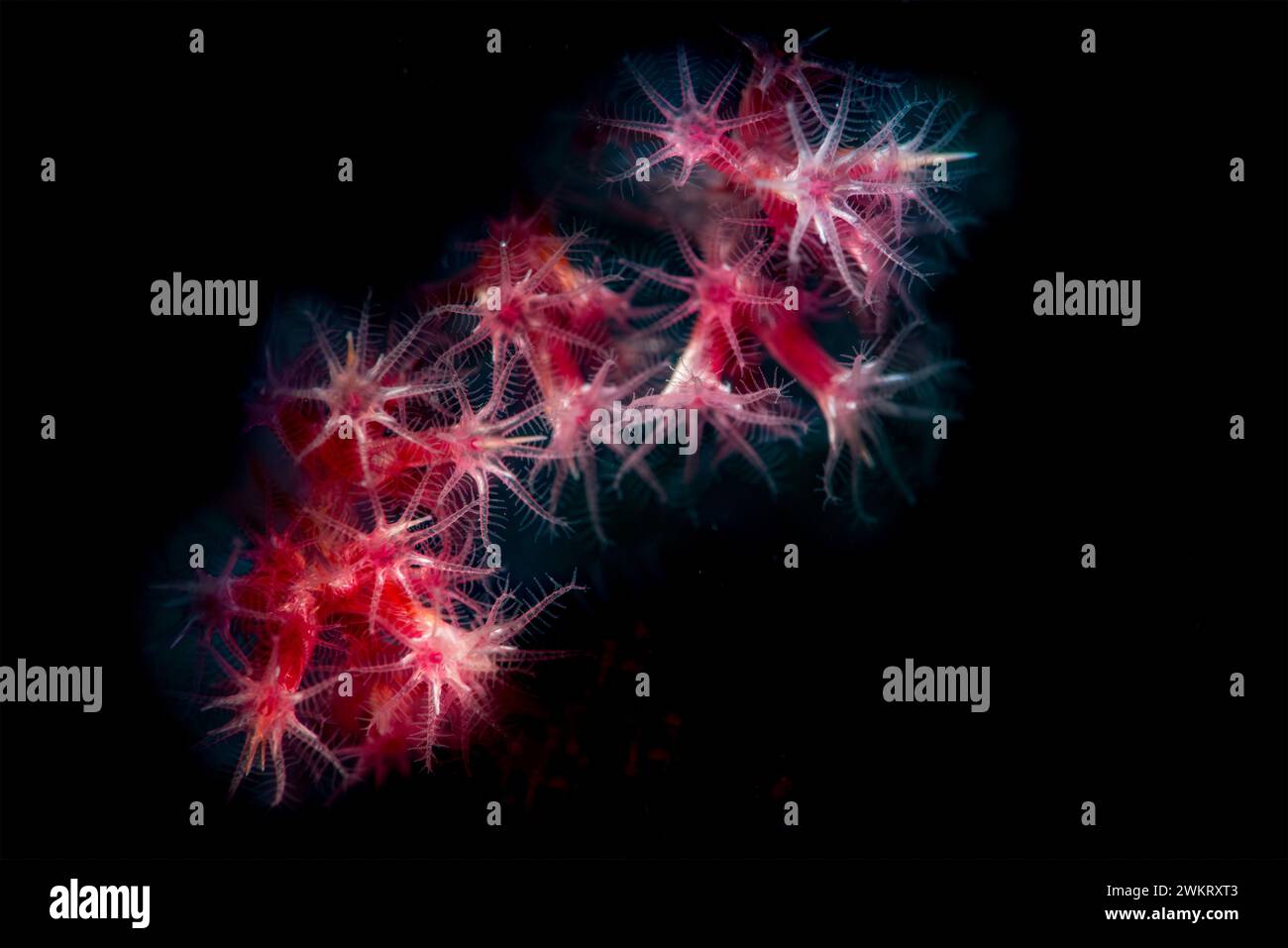 Polipi corallini molli Dendronephyta astratti Foto Stock