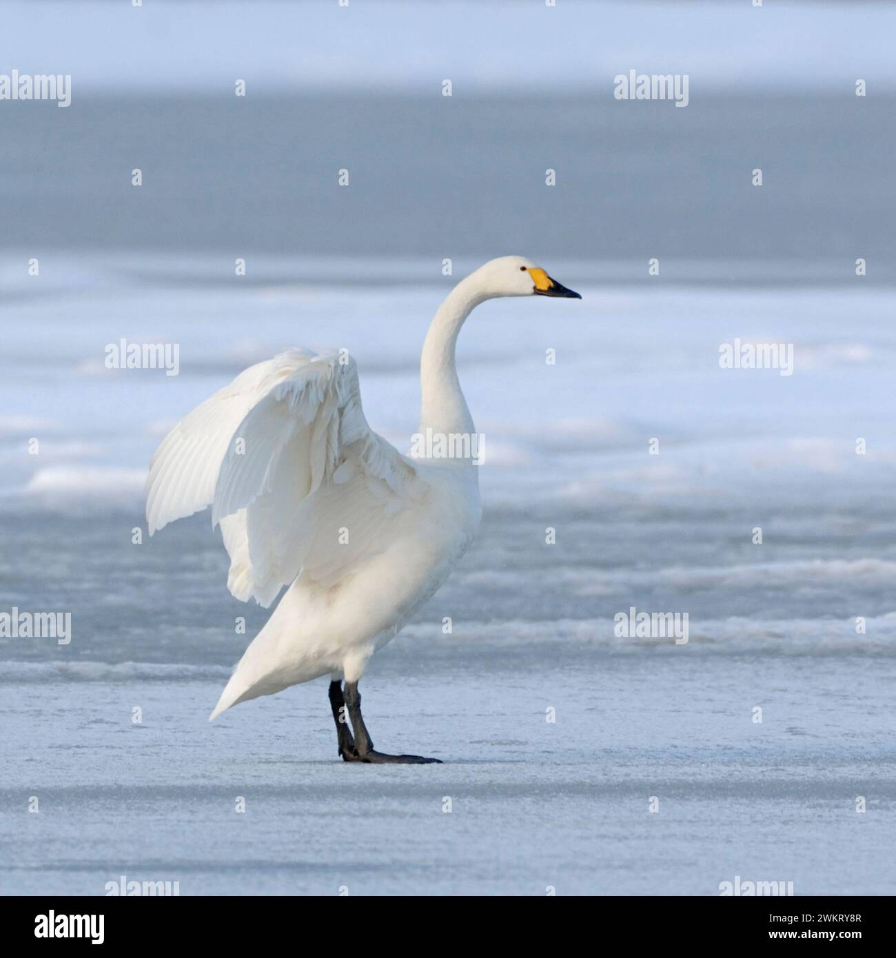 Bewick's Swan ( Cygnus columbianus bewickii ), un adulto, si alza, su un lago ghiacciato in inverno, raro ospite invernale, fauna selvatica, Europa. Foto Stock
