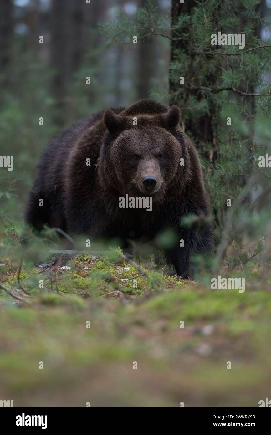 Orso bruno europeo ( Ursus arctos ) che sfonda il sottobosco di una foresta, incontro pericoloso. Foto Stock