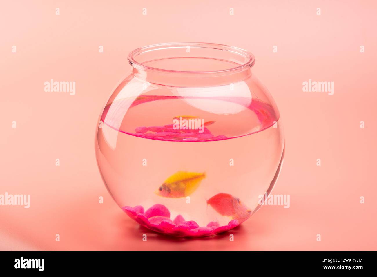 Una piccola palla d'acquario con pesci su sfondo rosa Foto Stock