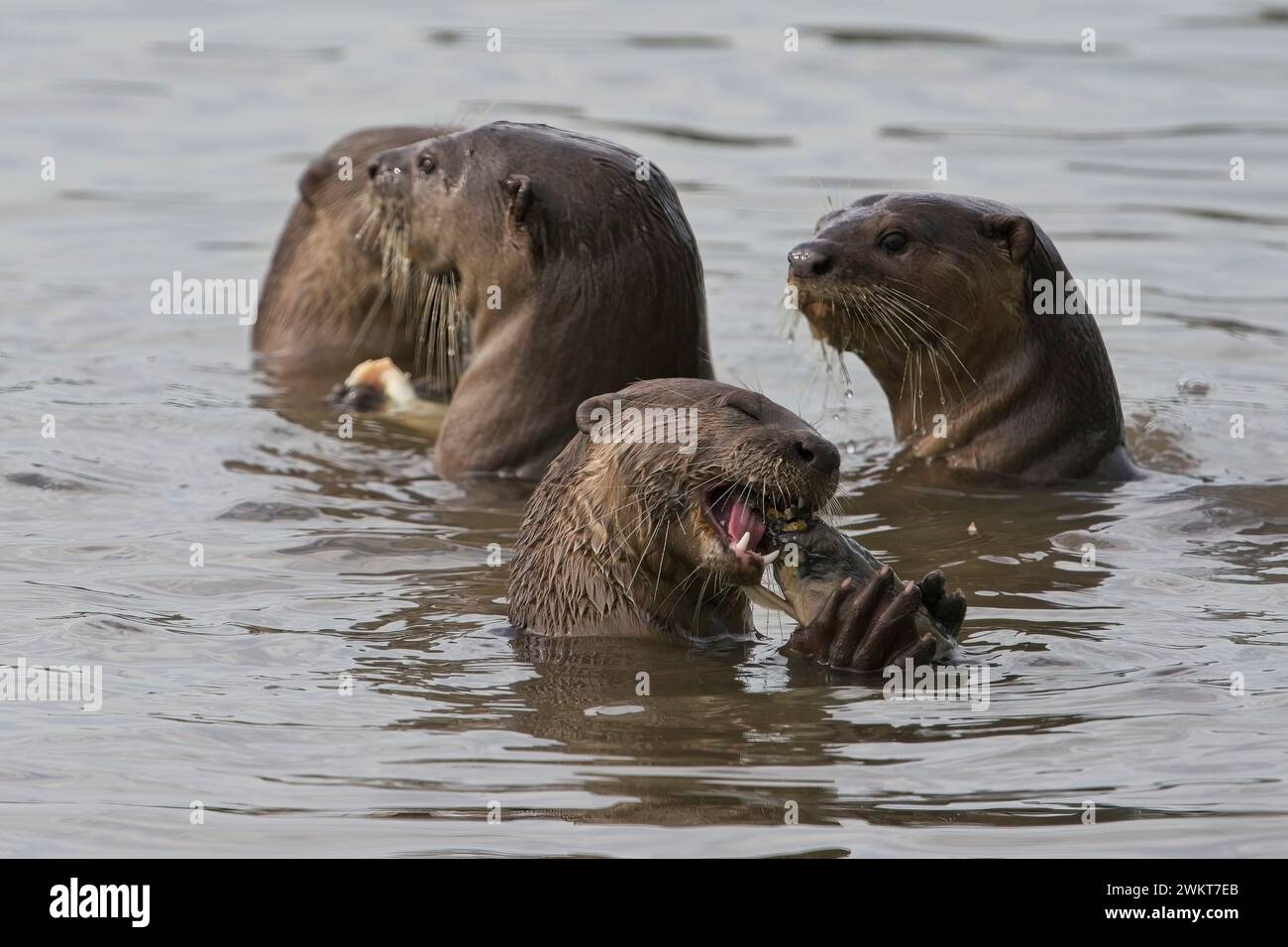 Family of Otters presso il Kallang Riverside Park Foto Stock