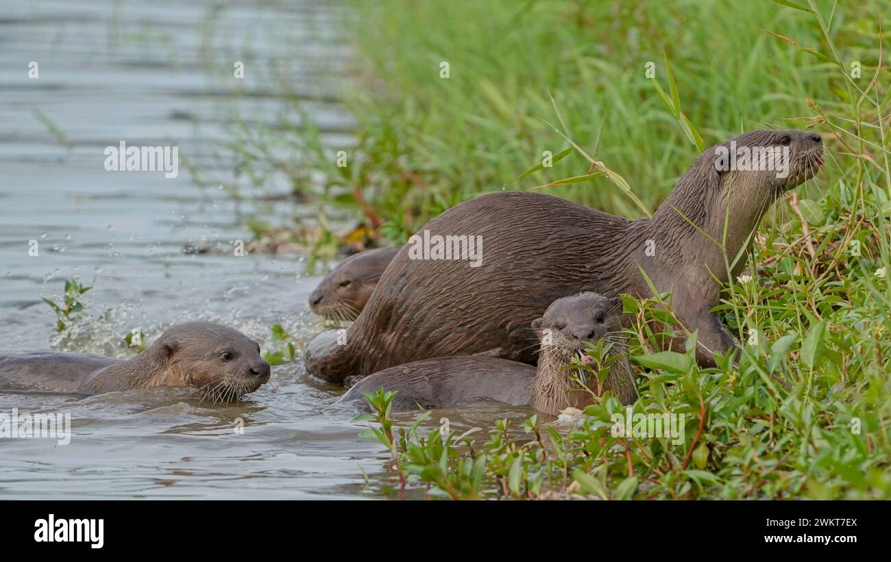 Family of Otters presso il Kallang Riverside Park Foto Stock