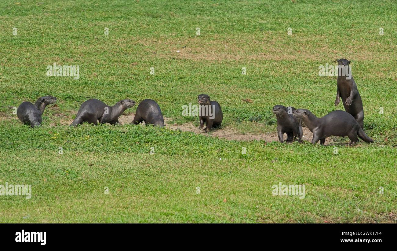 Family of Otters presso il Kallang Riverside Park Foto Stock