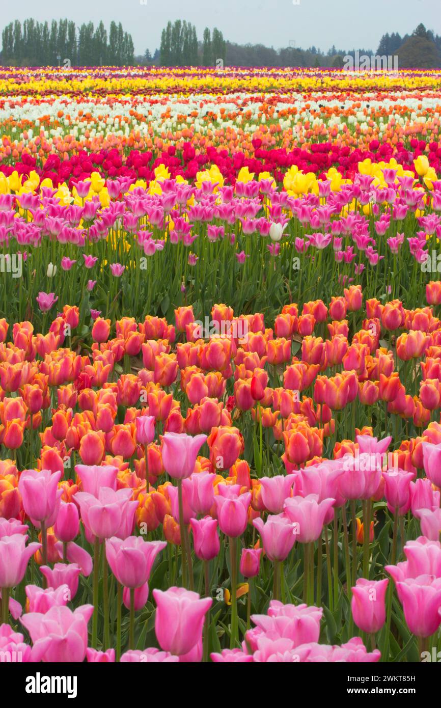 Campo di tulipani, scarpe di legno lampadina Co., Clackamas County, Oregon Foto Stock