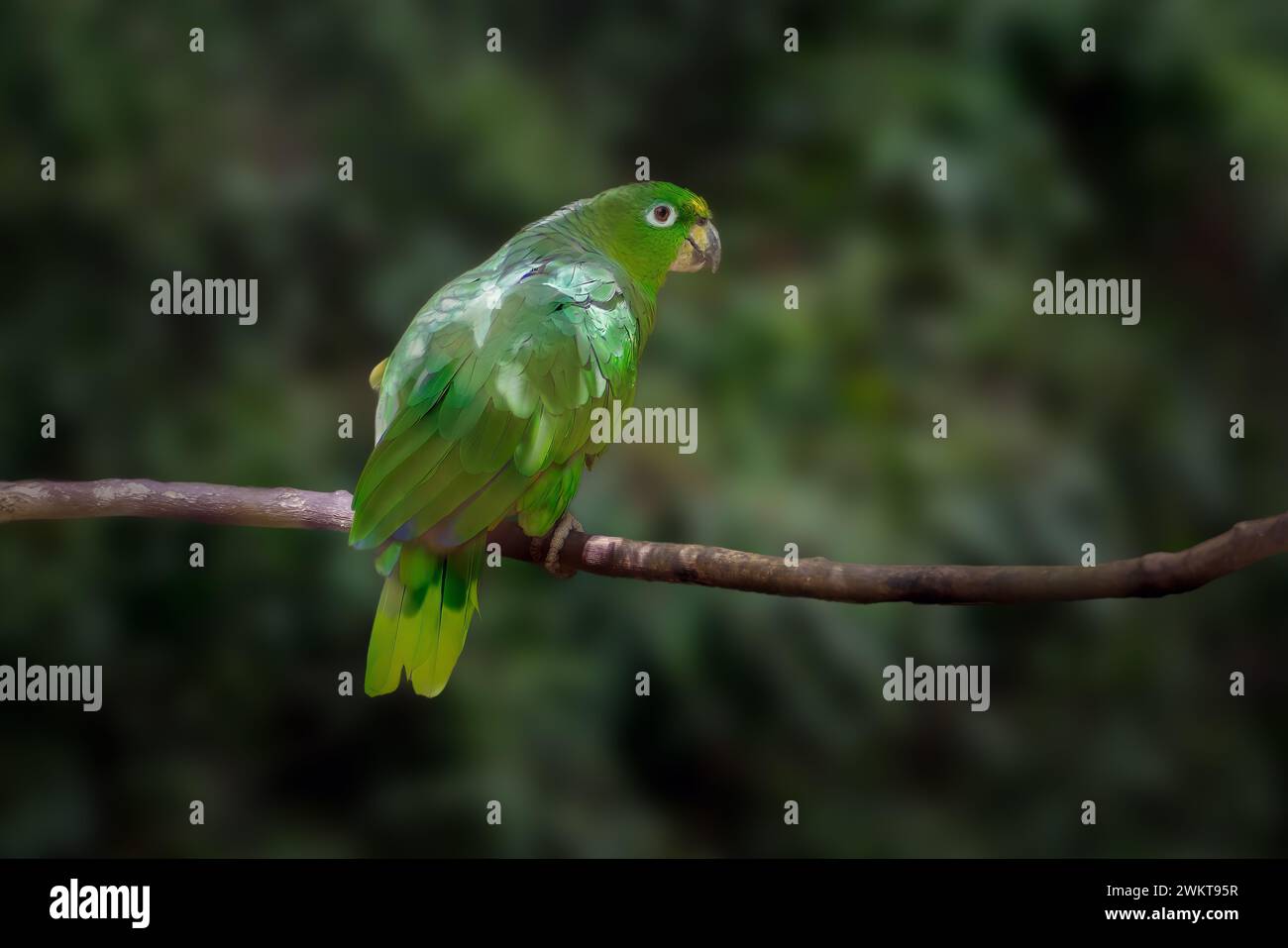 Uccello da Parakeet dagli occhi bianchi (Psittacara leucophthalmus) Foto Stock