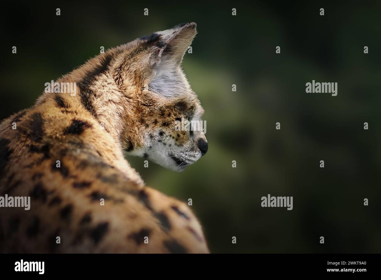 Serval (Leptailurus serval) - gatto selvatico africano Foto Stock