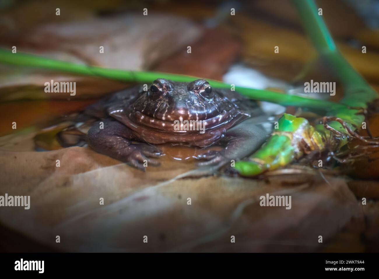 Rana pepe (Leptodactylus labyrinthicus) o rana labirinto Foto Stock