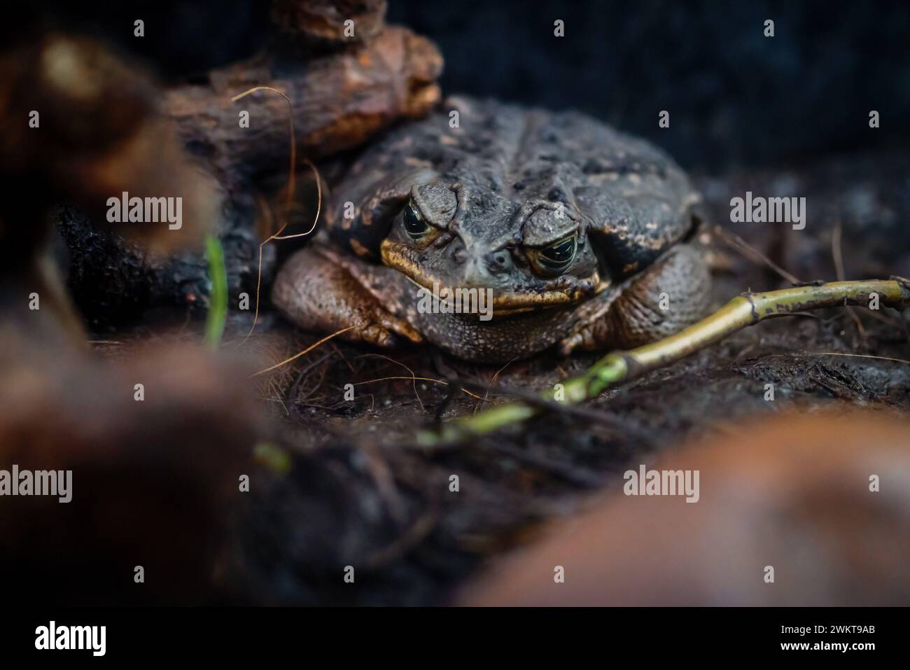 Cururu Toad di Schneider (Rhinella diptycha) Foto Stock