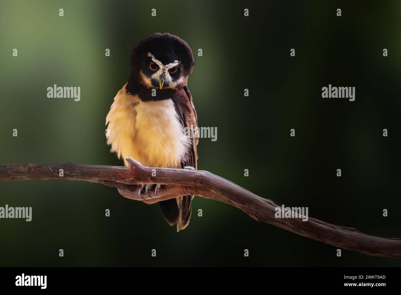 Gufo spettrale (Pulsatrix perspicillata) - uccello della preda Foto Stock Gufo spettrale (Pulsatrix perspicillata) - uccello della preda Foto Stock