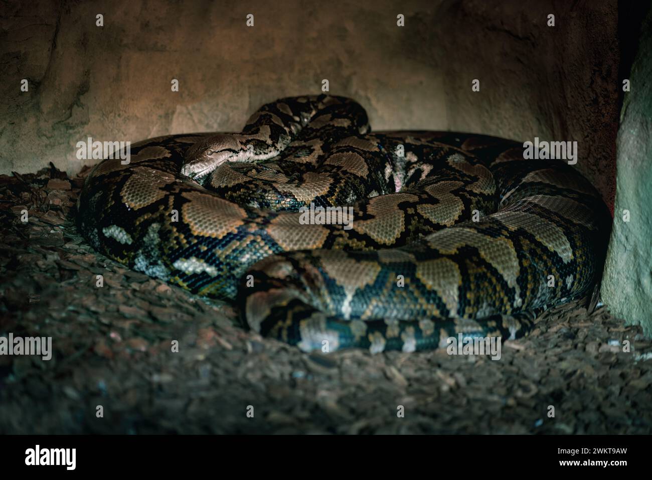 Serpente di Python reticolato (Malayopython reticulatus) Foto Stock