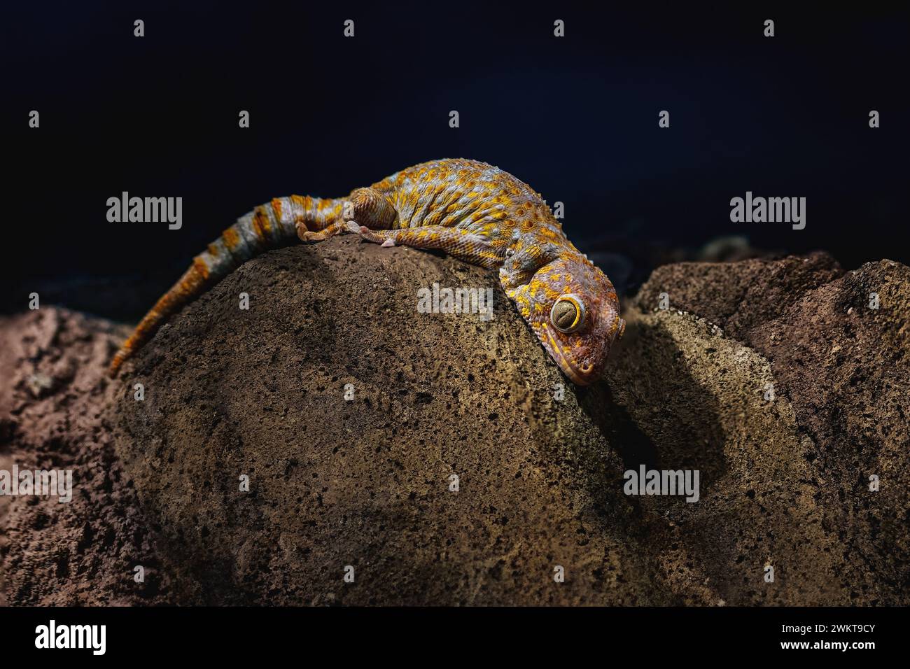 Tokay Gecko (Gekko gecko) - Lizard Foto Stock