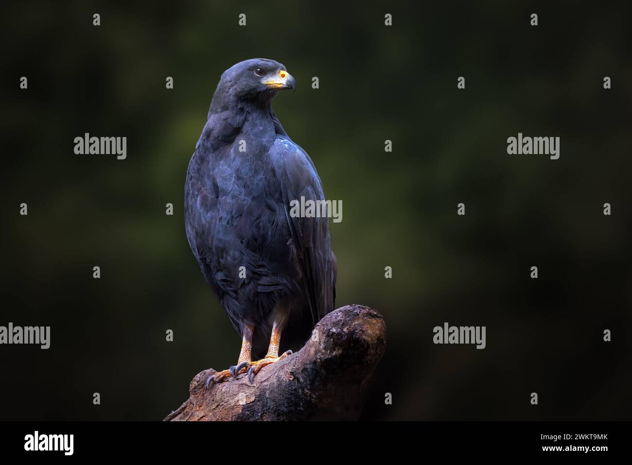 Grande Falco Nero (Urubitinga urubitinga) Foto Stock