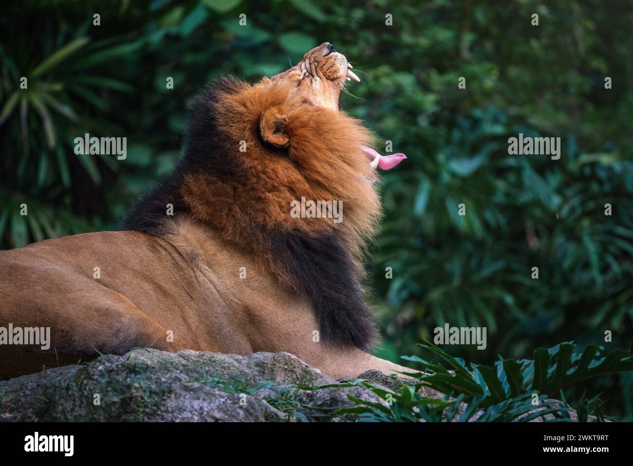 Leone maschio a bocca aperta (Panthera leo) Foto Stock