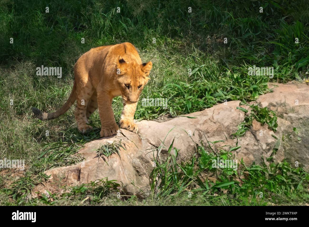 Cucciolo di leone (Panthera leo) Foto Stock
