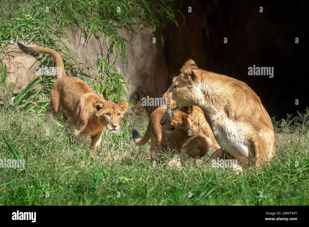 Leonessa con cuccioli (Panthera leo) Foto Stock