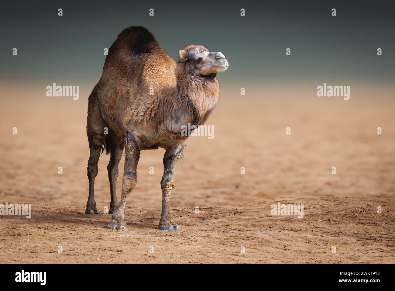 Dromedario (Camelus dromedarius) o cammello con una sola gola Foto Stock