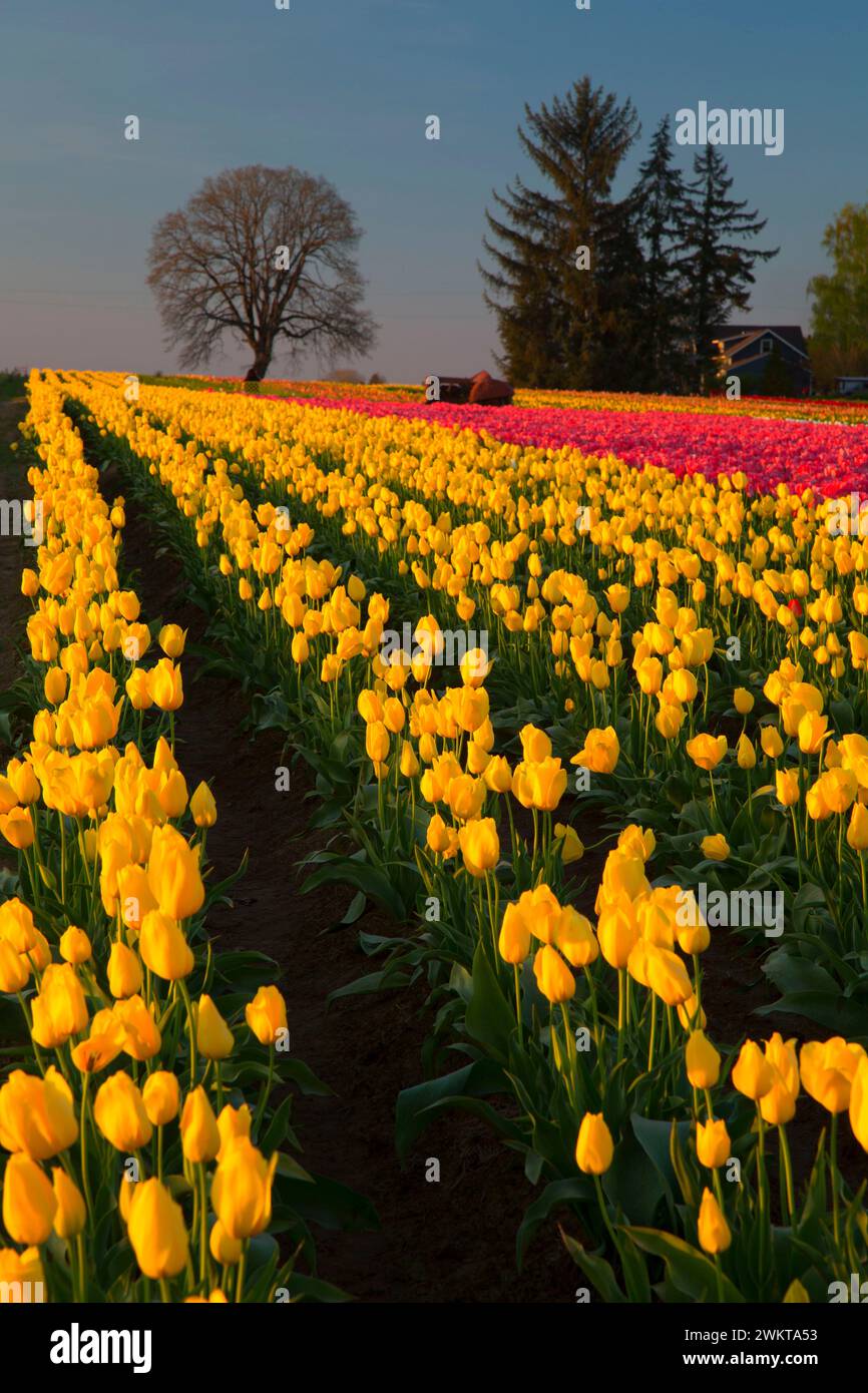 Campo di tulipani, scarpe di legno lampadina Co., Clackamas County, Oregon Foto Stock