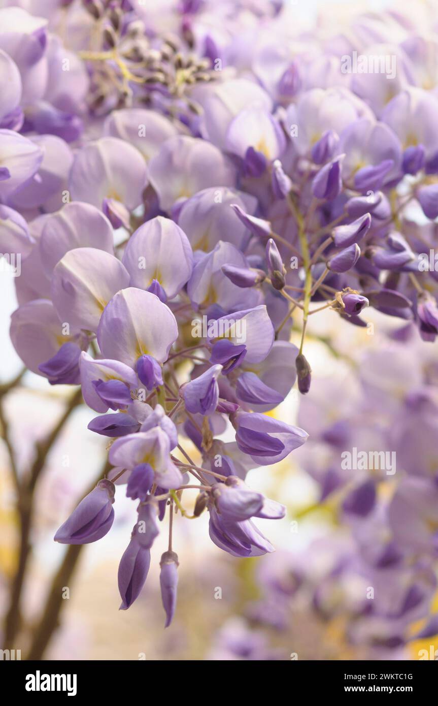 Wisteria, Wistaria sinensis, rampicante, steli intrecciati con sentieri sospesi di fiori blu, maggio Foto Stock