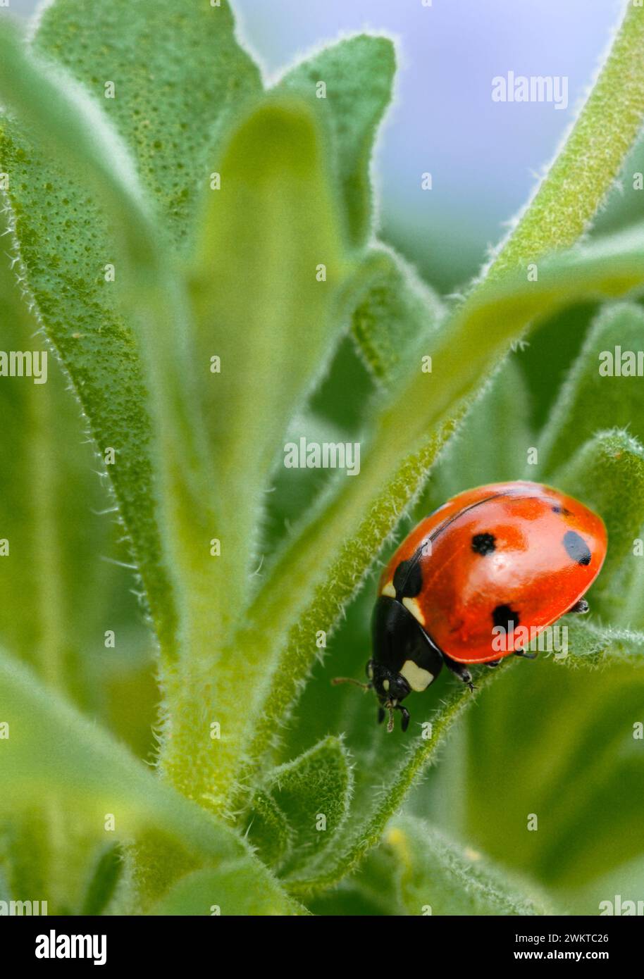 7-Spot Ladybird Coccinella 7-punctata, on Forget-me-Not Leaves in Garden, aprile Foto Stock