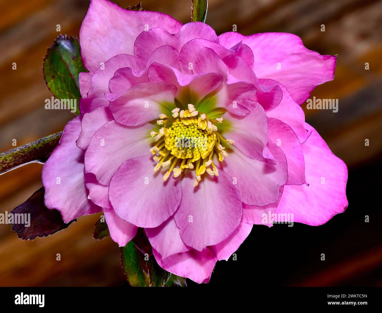 Un primo piano di Hellebore, quaresima è sorto in un giardino Foto Stock